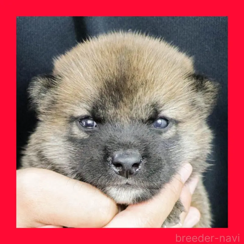 販売中の愛知県の柴犬-408844の1枚目